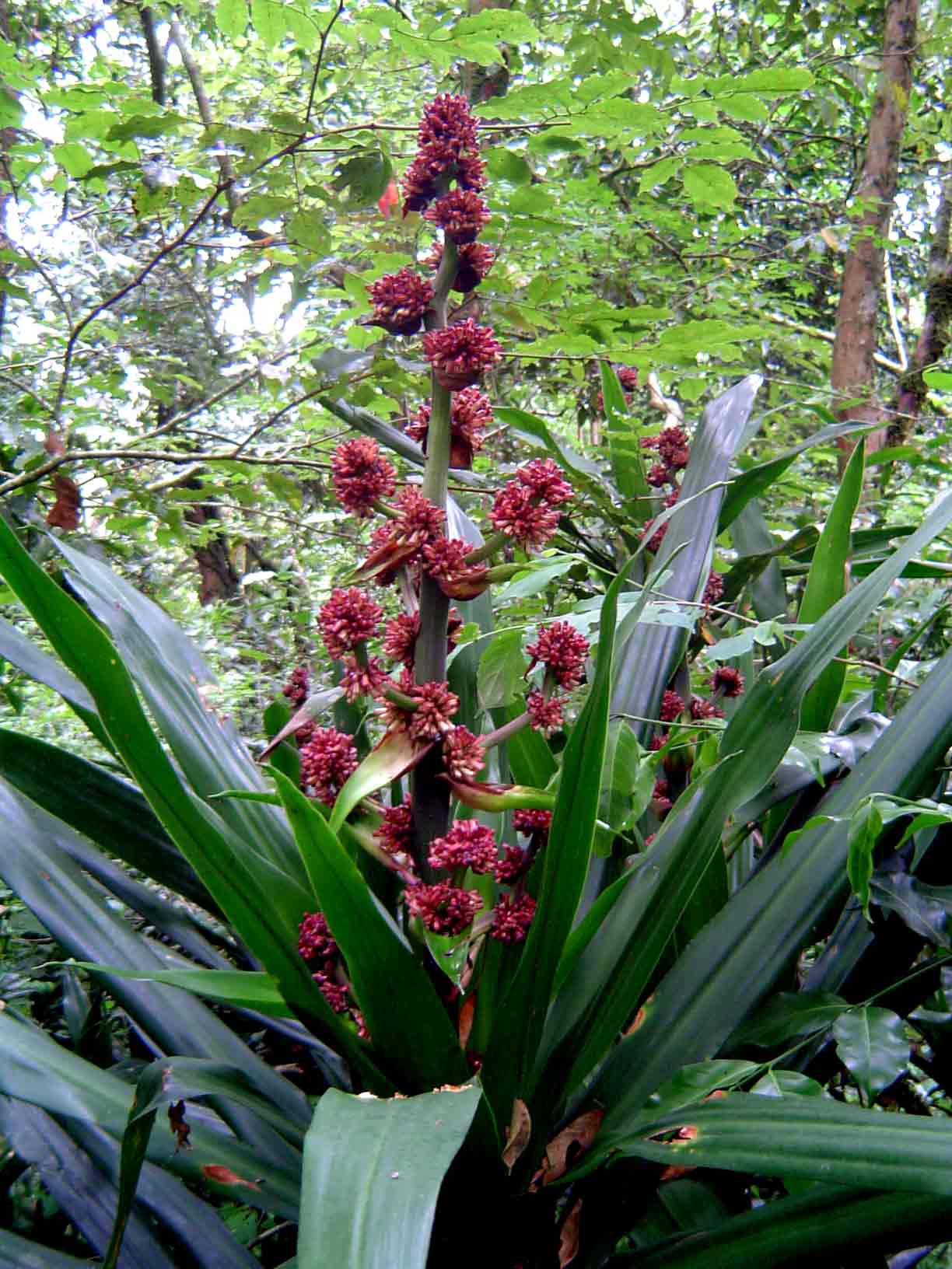 Dracaena fragrans Dracaena fragrans