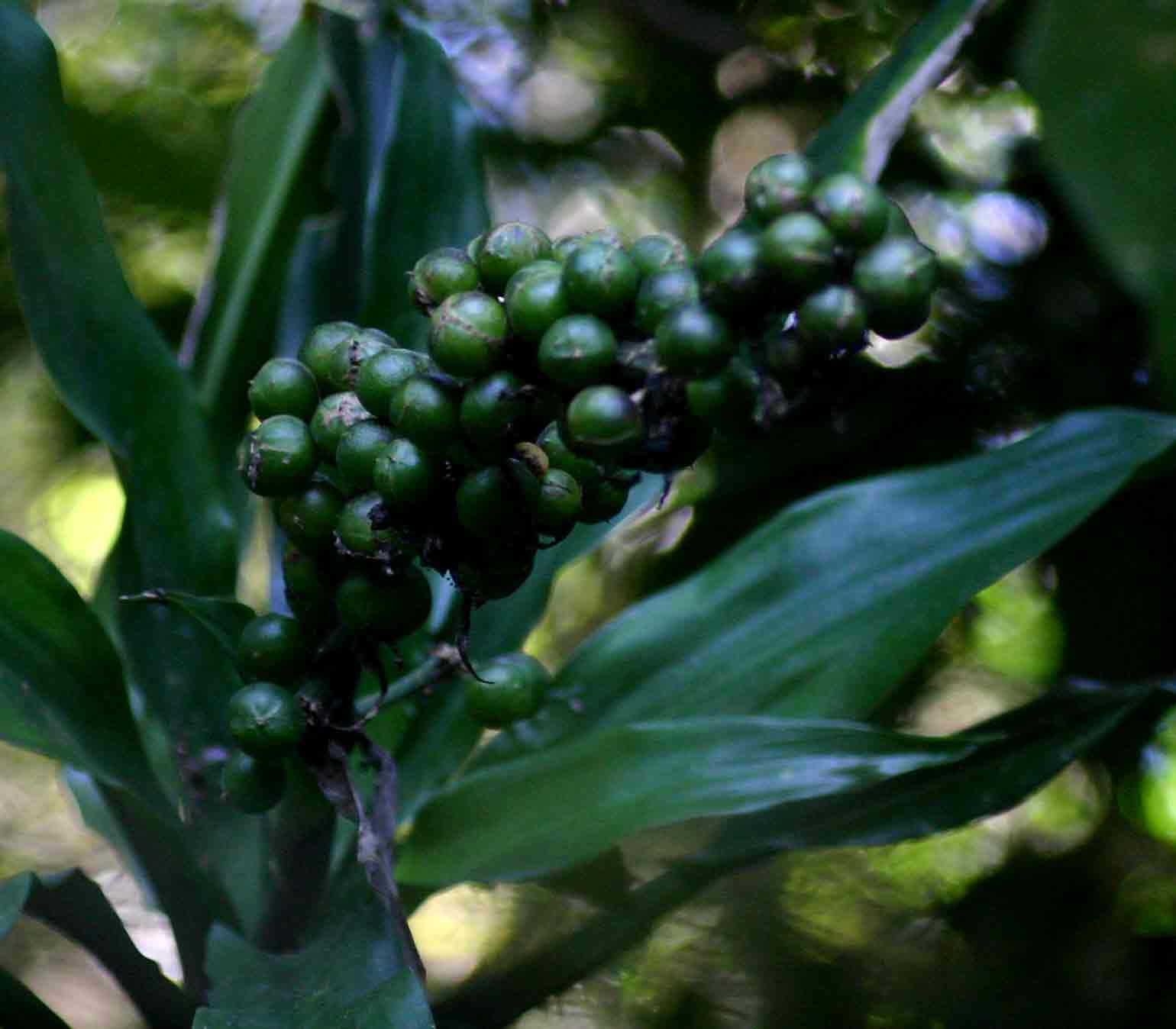 Dracaena fragrans Dracaena fragrans