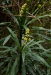 Dracaena fragrans