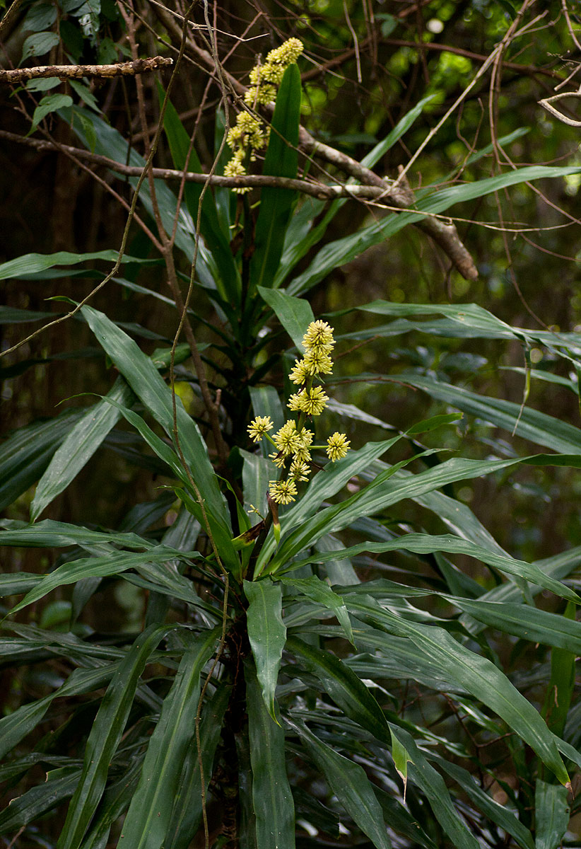 Dracaena fragrans Dracaena fragrans