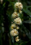 Dracaena fragrans