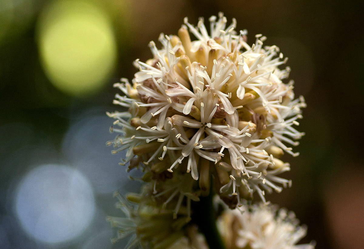 Dracaena fragrans Dracaena fragrans
