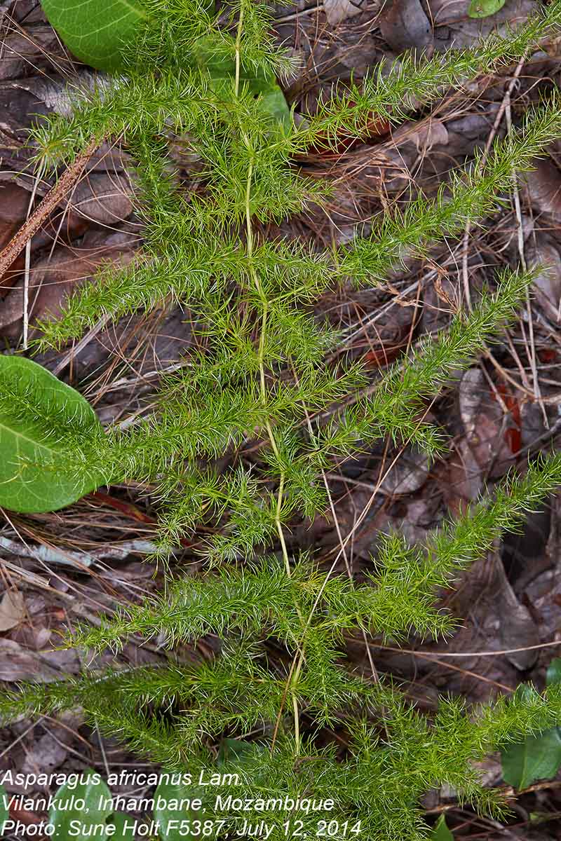 Asparagus africanus Asparagus africanus