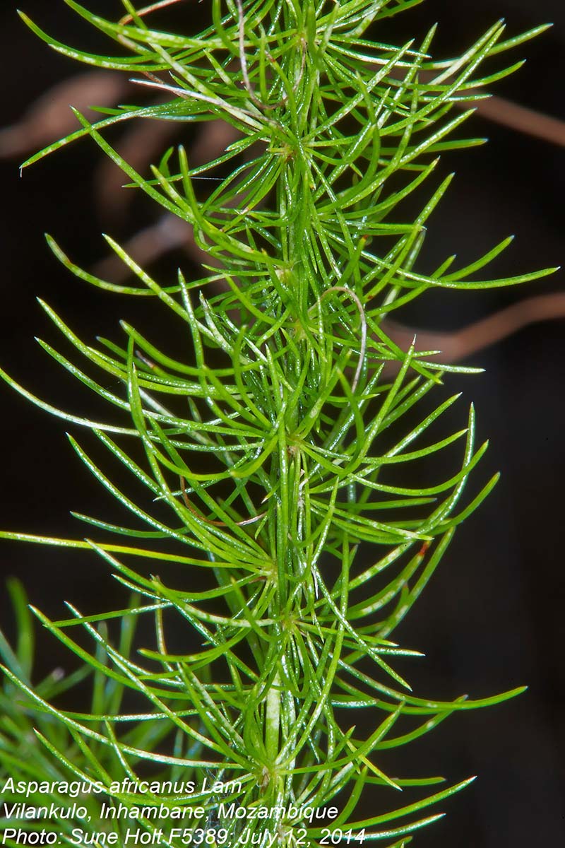 Asparagus africanus Asparagus africanus