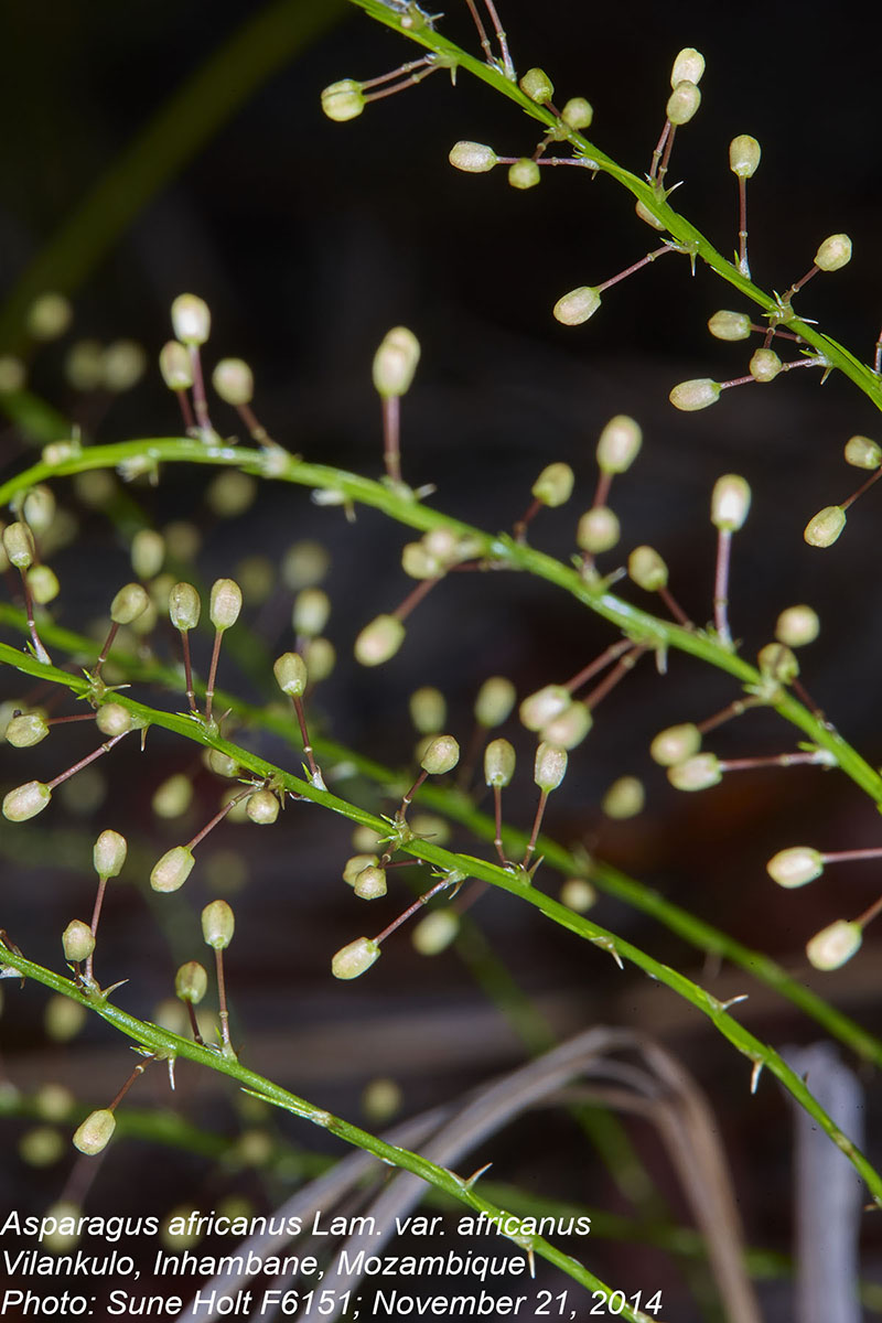 Asparagus africanus Asparagus africanus