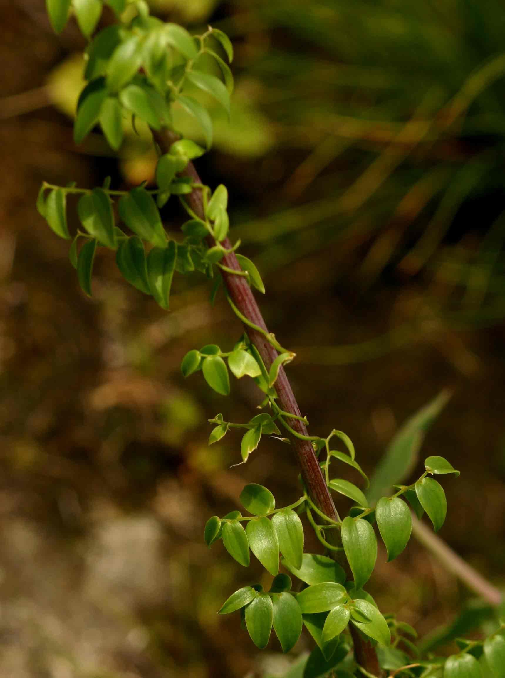 Asparagus asparagoides