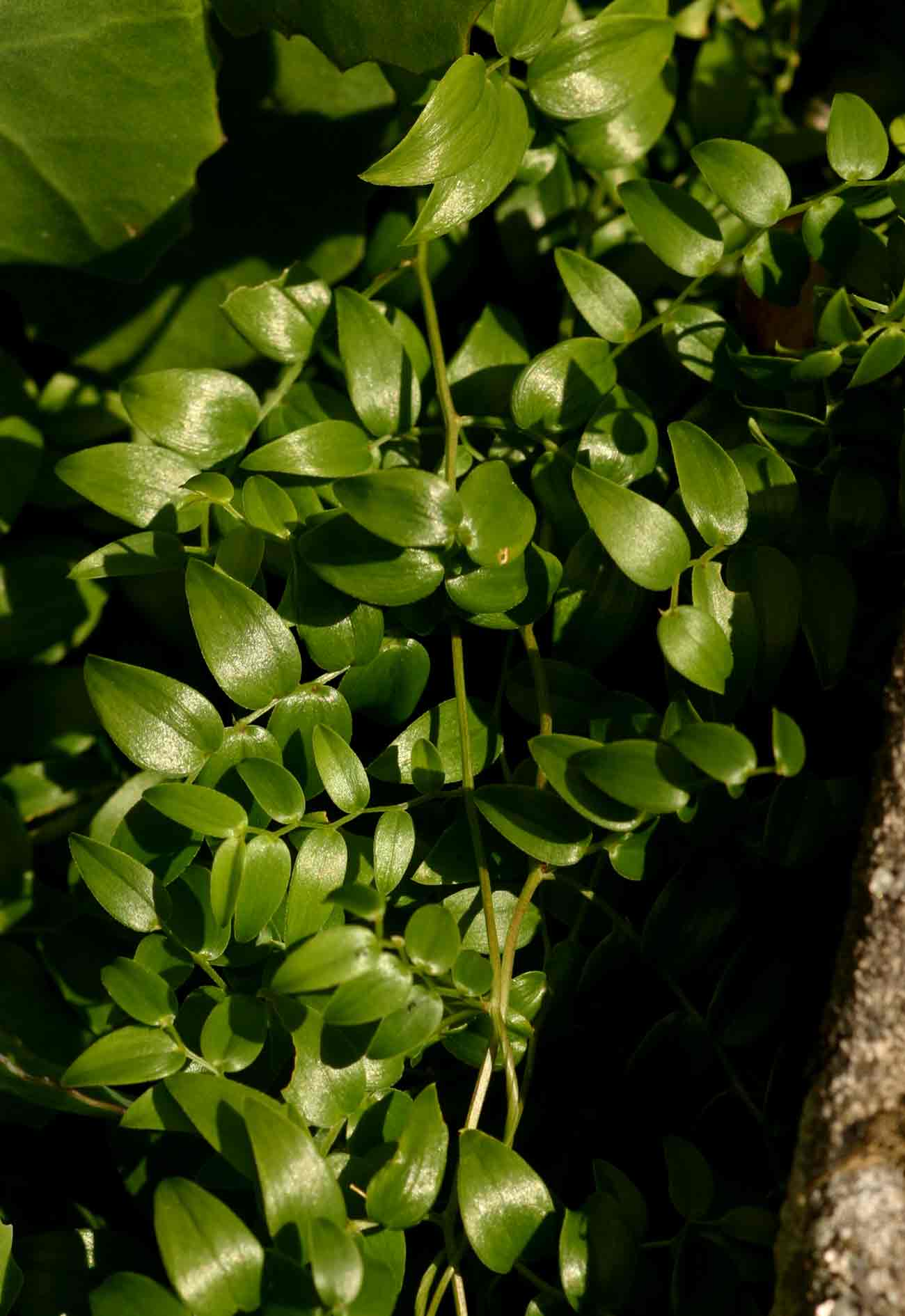 Asparagus asparagoides