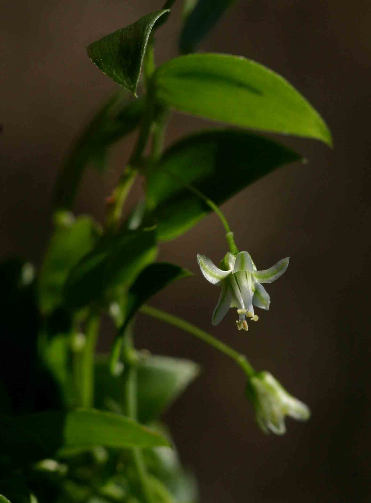 Asparagus asparagoides