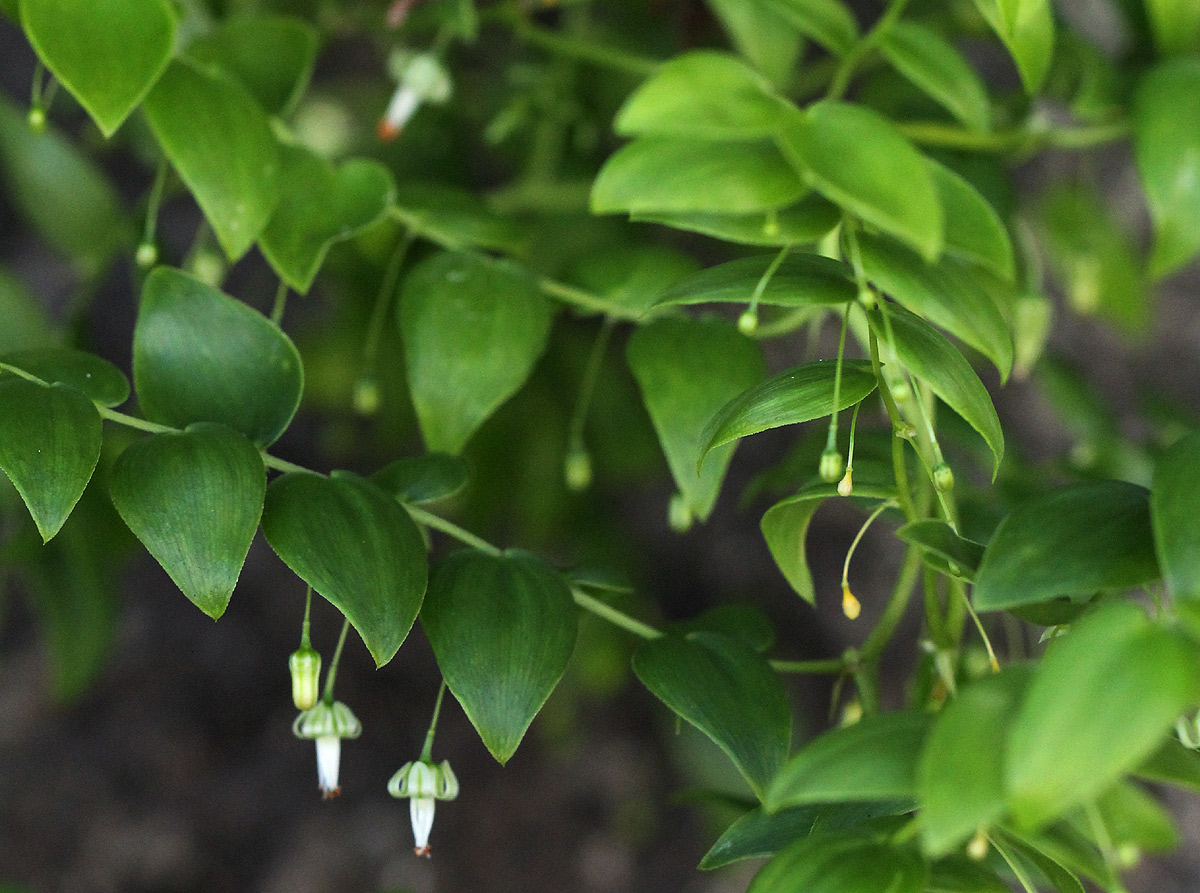 Asparagus asparagoides Asparagus asparagoides