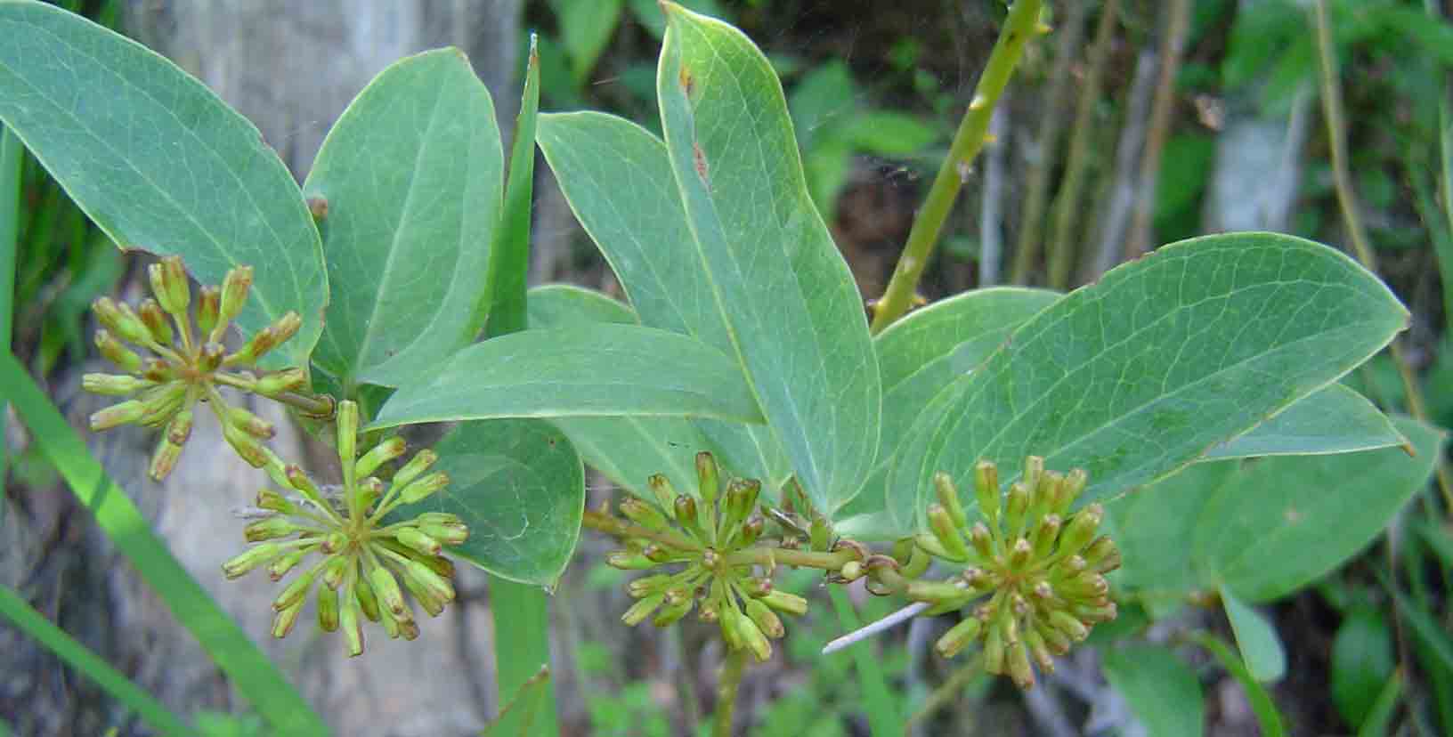 Smilax anceps Smilax anceps
