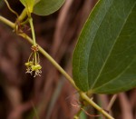 Smilax anceps