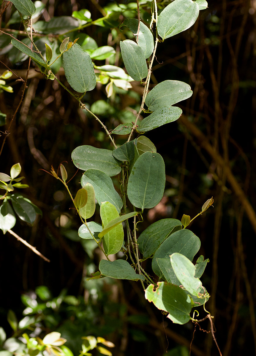 Smilax anceps Smilax anceps