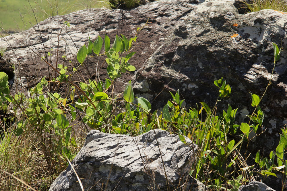 Smilax anceps