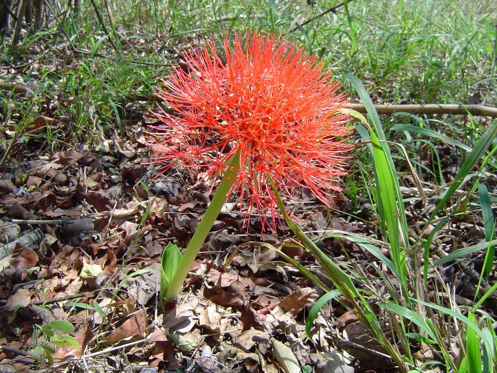 Scadoxus multiflorus subsp. multiflorus Scadoxus multiflorus subsp. multiflorus