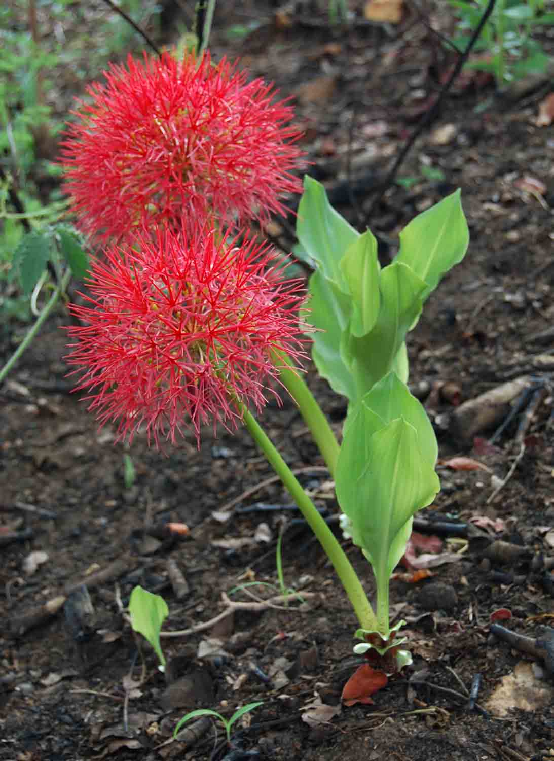 Scadoxus multiflorus subsp. multiflorus Scadoxus multiflorus subsp. multiflorus