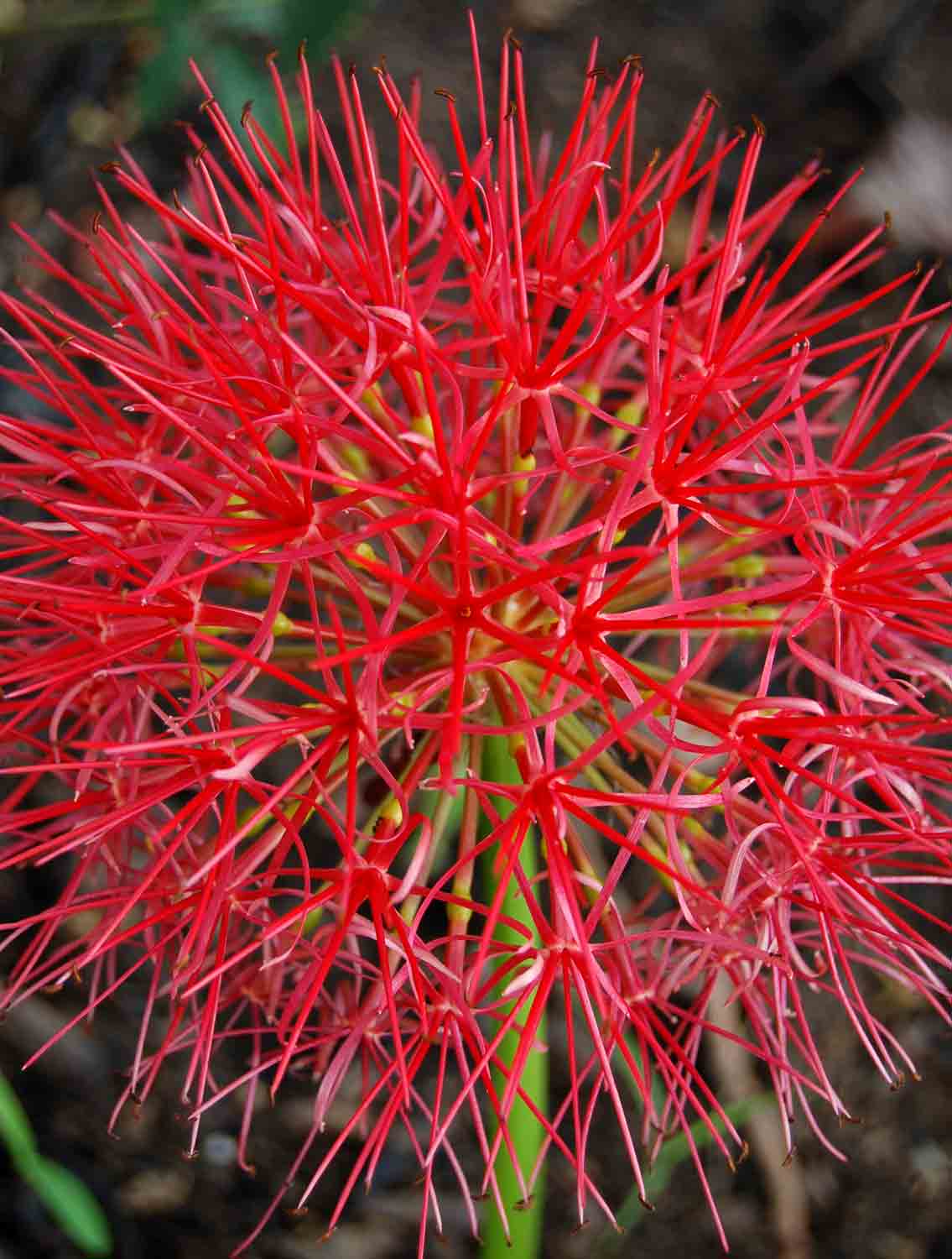 Scadoxus multiflorus subsp. multiflorus Scadoxus multiflorus subsp. multiflorus