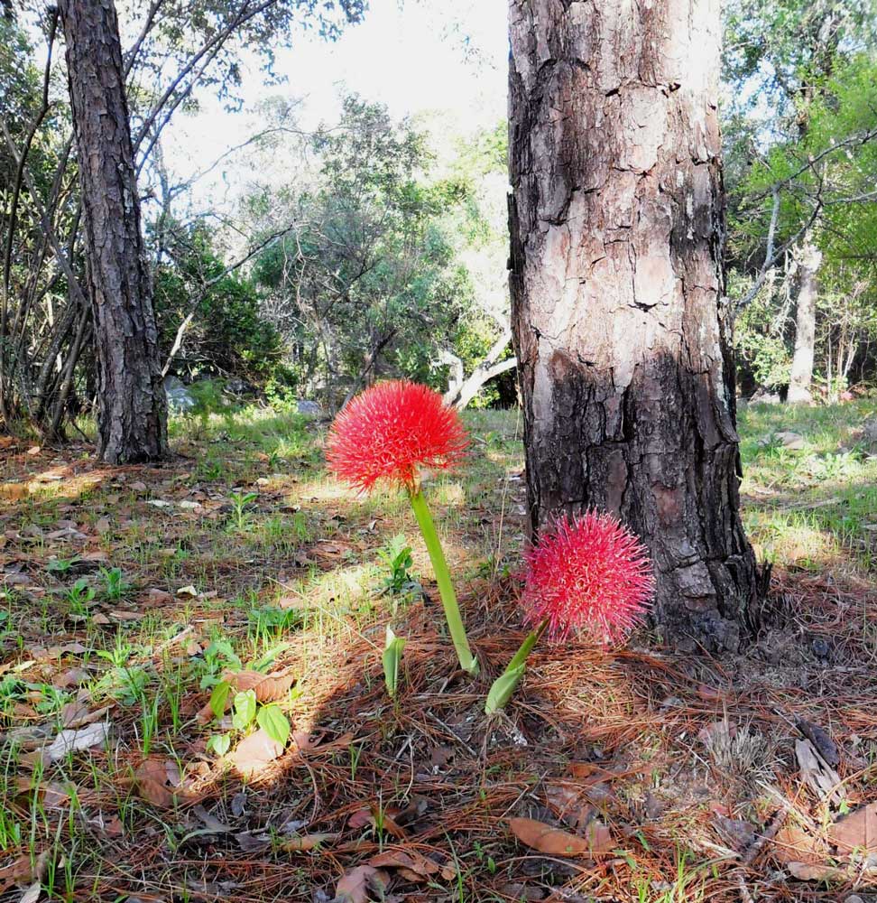 Scadoxus multiflorus subsp. multiflorus Scadoxus multiflorus subsp. multiflorus