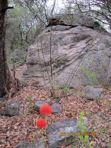Scadoxus multiflorus subsp. multiflorus