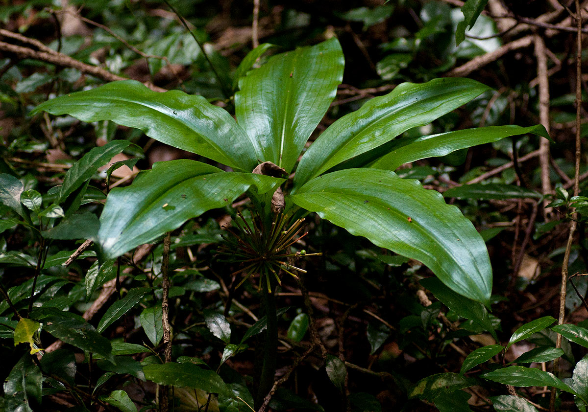 Scadoxus multiflorus subsp. multiflorus Scadoxus multiflorus subsp. multiflorus
