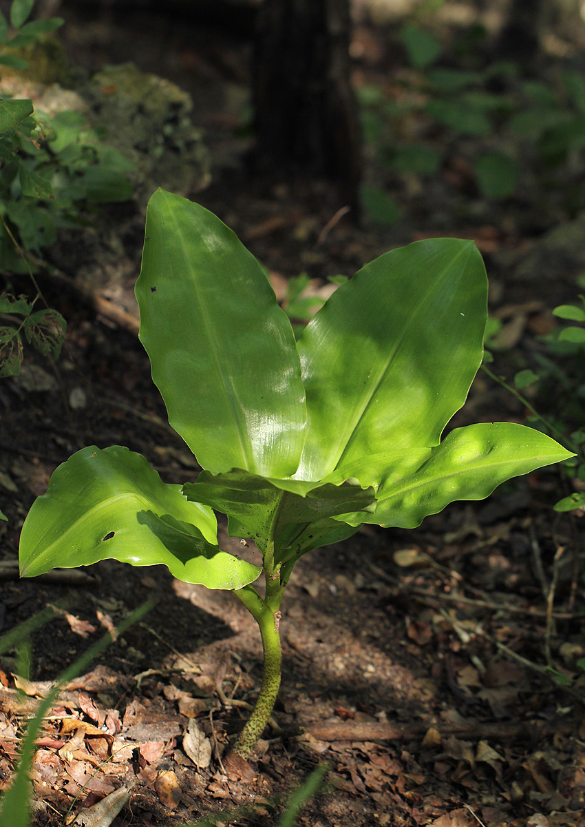 Scadoxus multiflorus subsp. multiflorus
