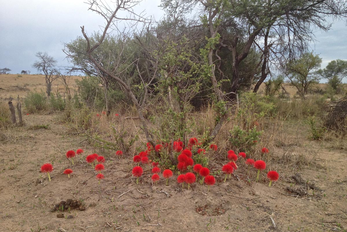 Scadoxus multiflorus subsp. multiflorus