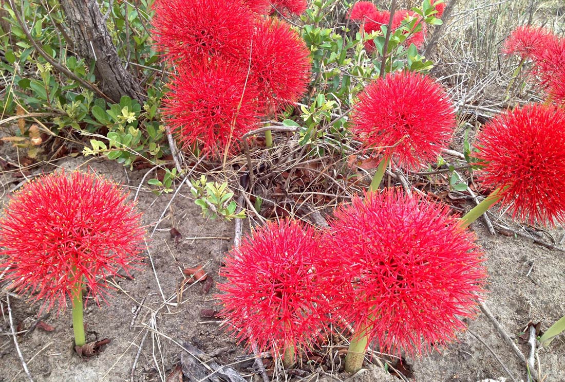 Scadoxus multiflorus subsp. multiflorus