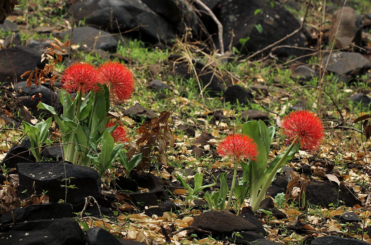 Scadoxus multiflorus subsp. multiflorus Scadoxus multiflorus subsp. multiflorus