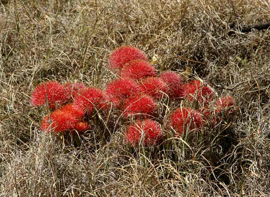 Scadoxus multiflorus subsp. multiflorus Scadoxus multiflorus subsp. multiflorus
