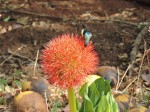 Scadoxus multiflorus subsp. multiflorus
