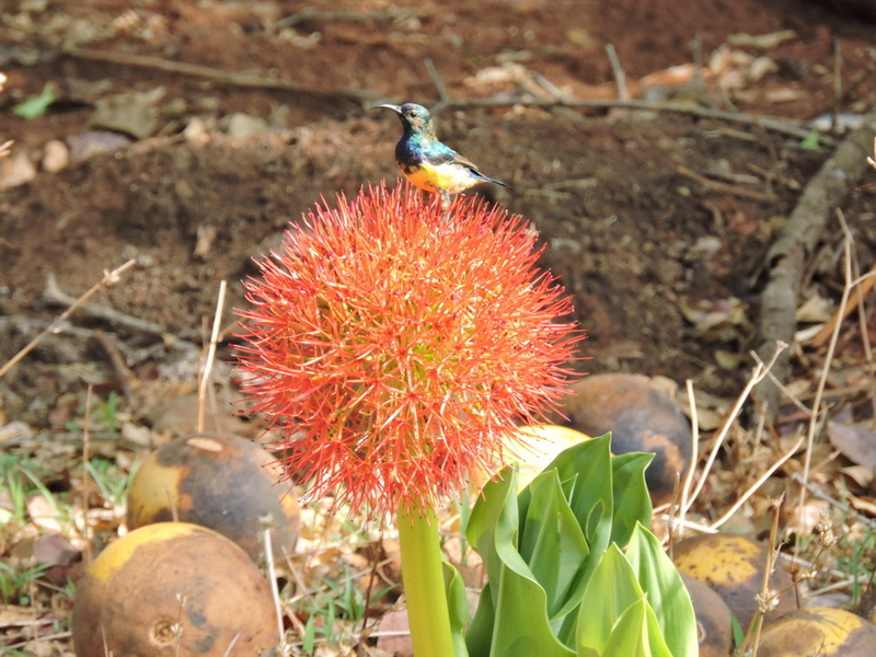 Scadoxus multiflorus subsp. multiflorus