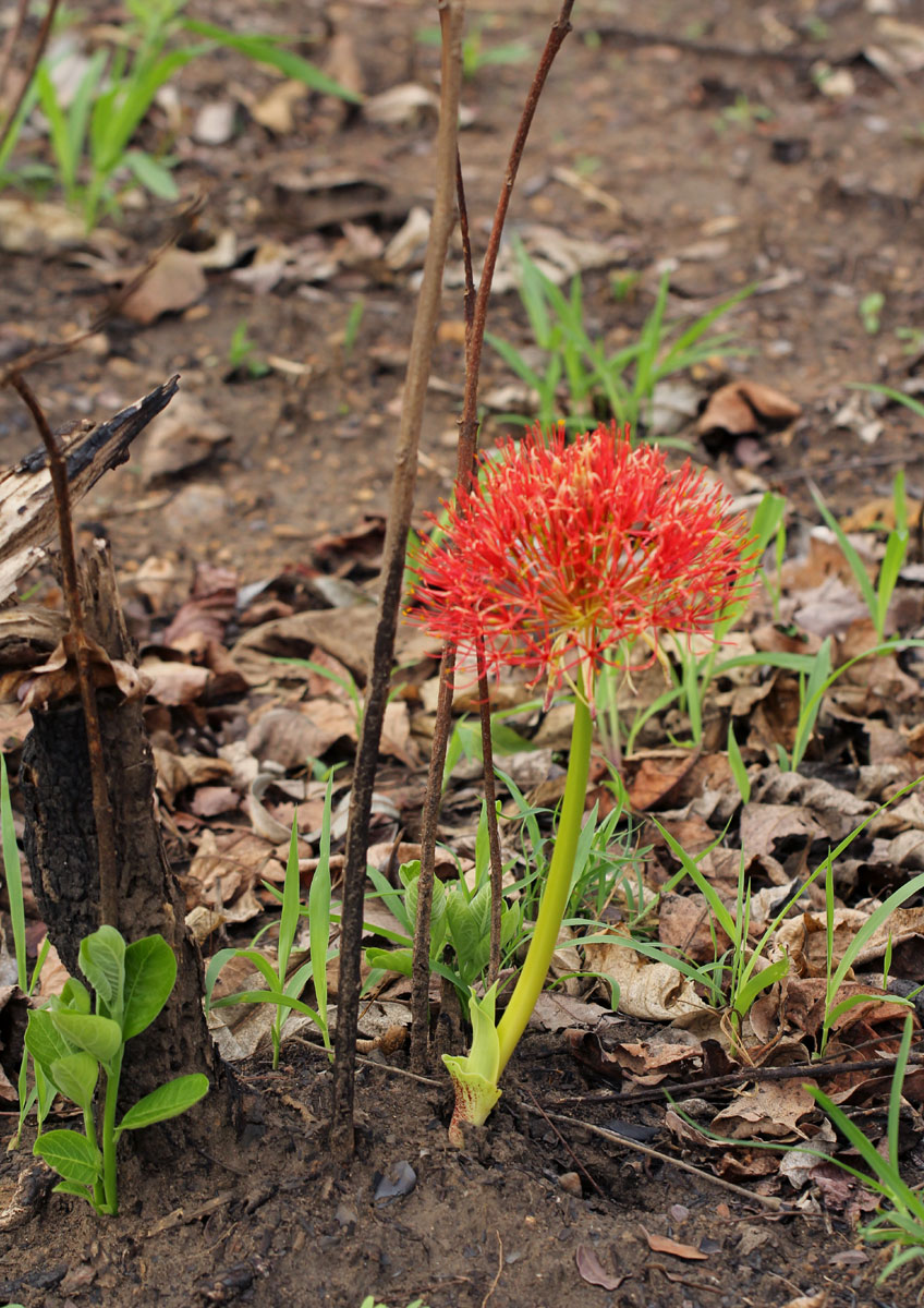 Scadoxus multiflorus subsp. multiflorus Scadoxus multiflorus subsp. multiflorus