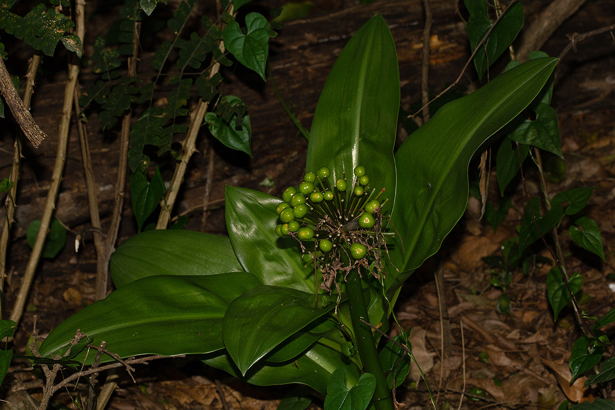 Scadoxus multiflorus subsp. multiflorus