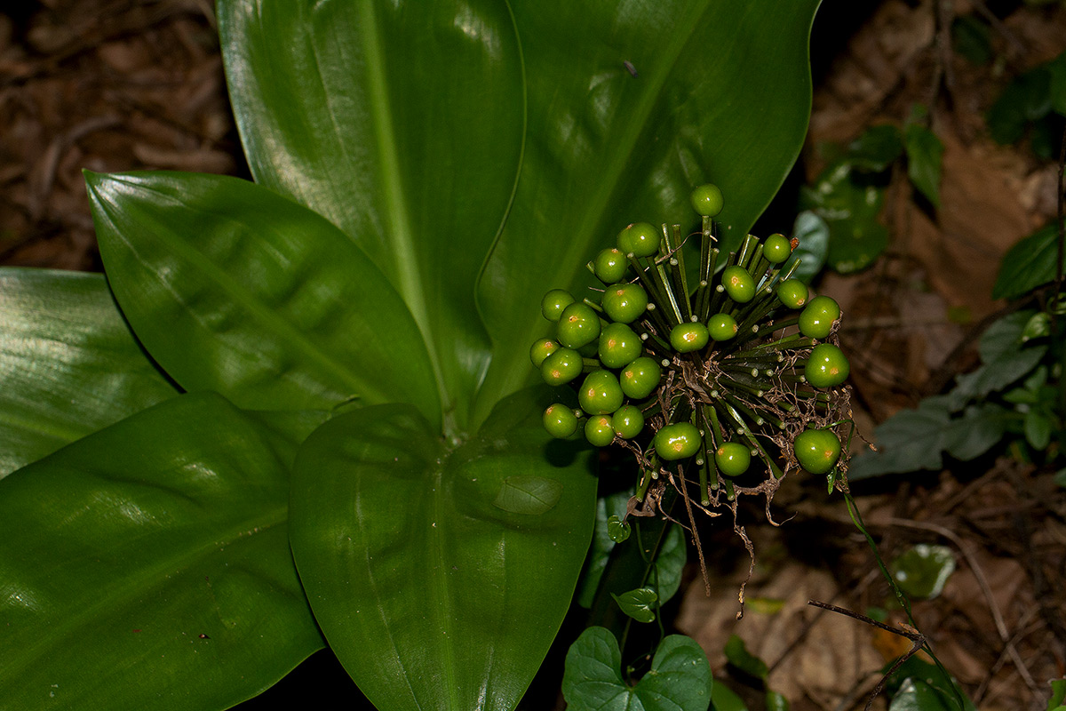 Scadoxus multiflorus subsp. multiflorus Scadoxus multiflorus subsp. multiflorus