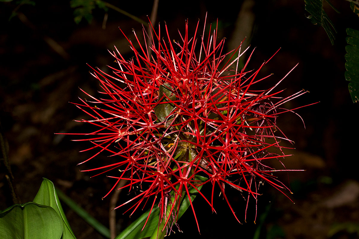 Scadoxus multiflorus subsp. multiflorus