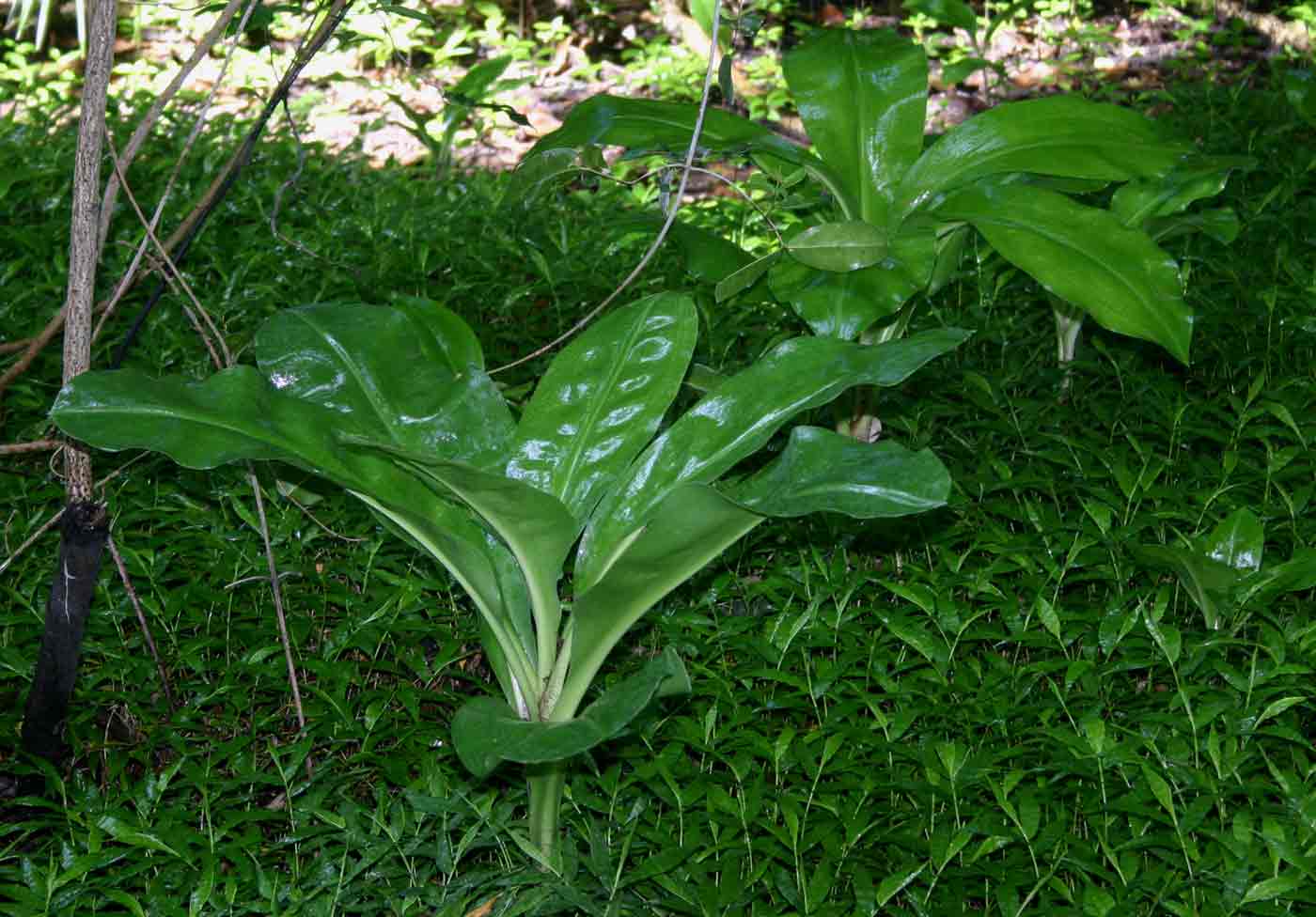 Scadoxus multiflorus subsp. multiflorus Scadoxus multiflorus subsp. multiflorus