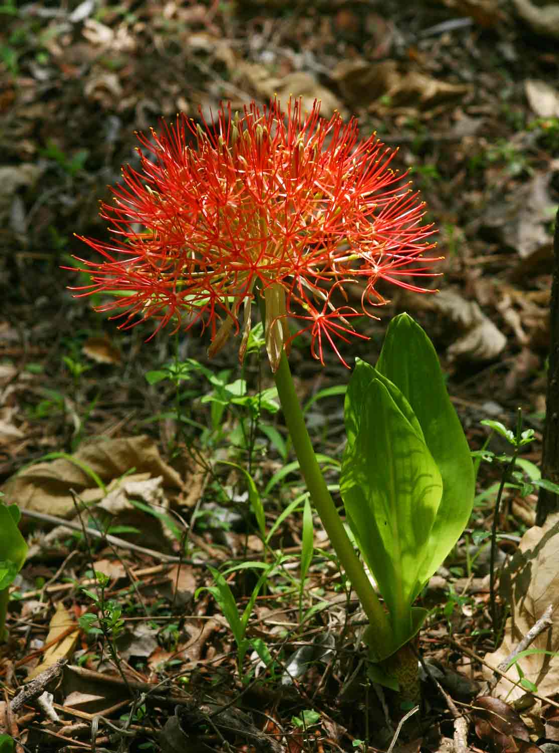 Scadoxus multiflorus subsp. multiflorus Scadoxus multiflorus subsp. multiflorus