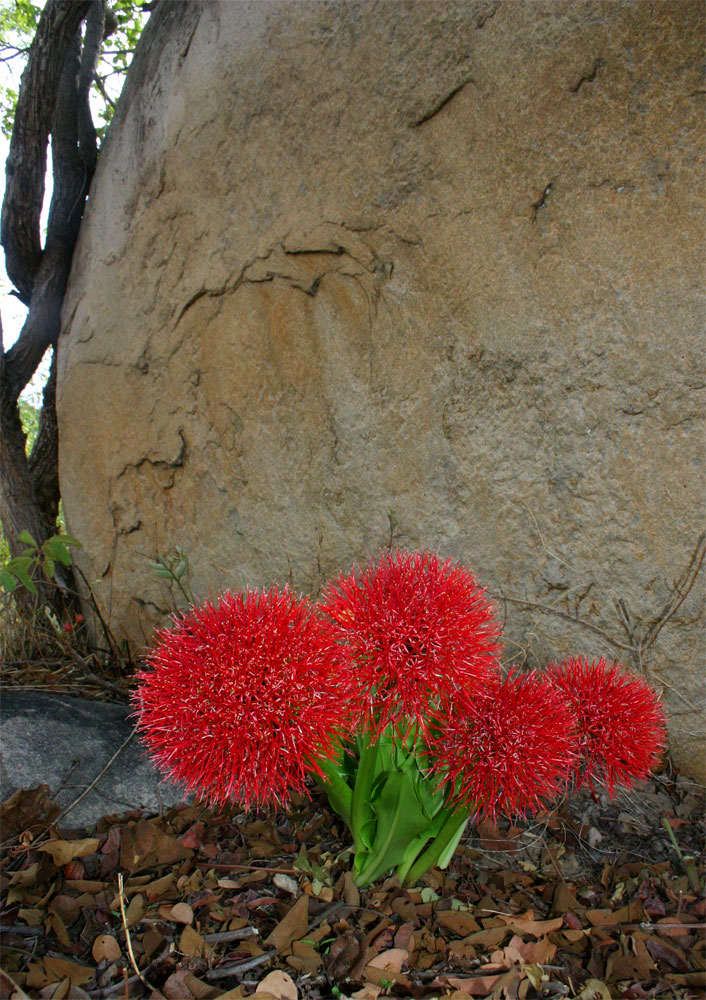 Scadoxus multiflorus subsp. multiflorus Scadoxus multiflorus subsp. multiflorus