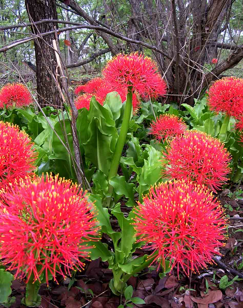 Scadoxus multiflorus subsp. multiflorus