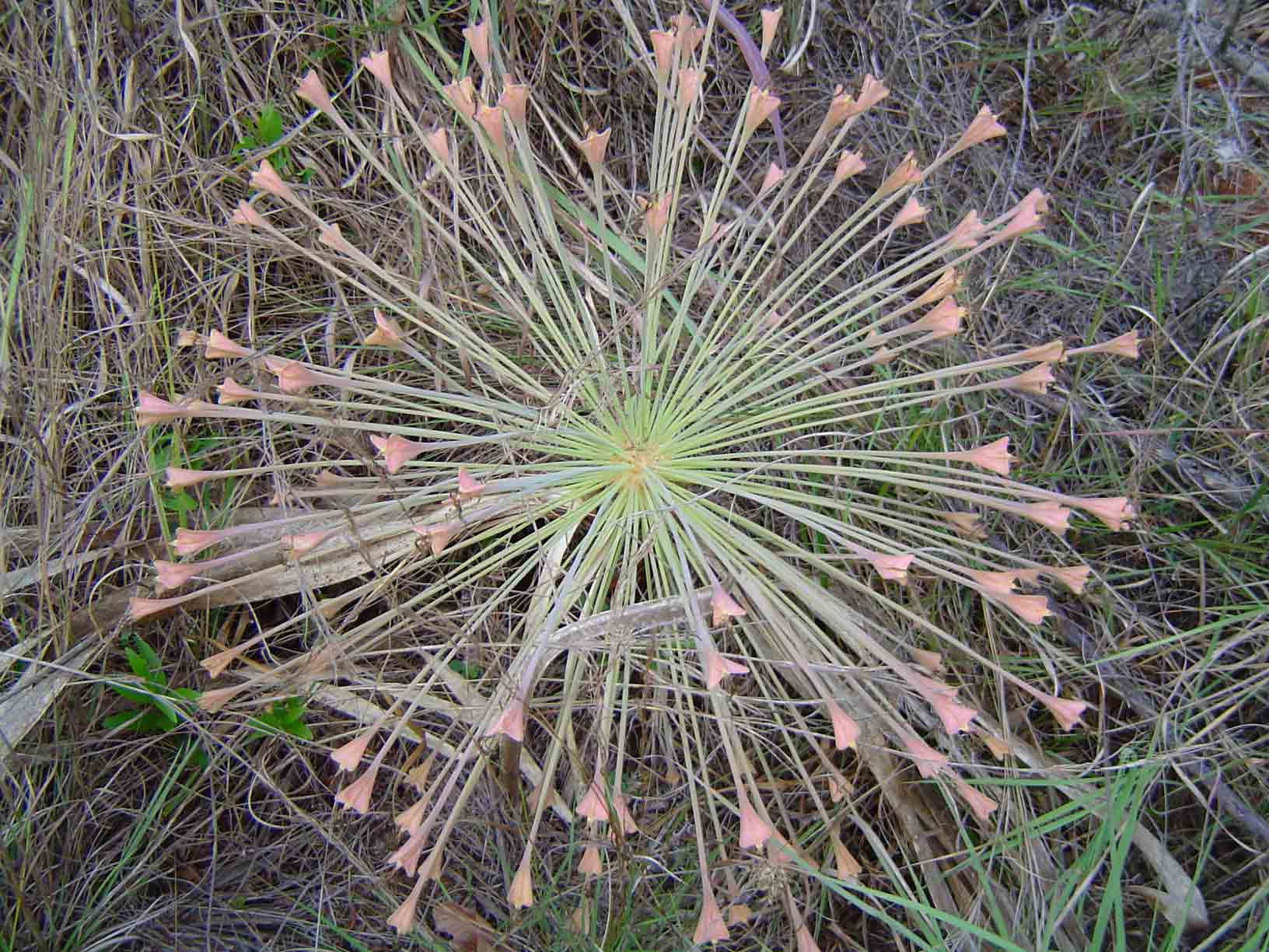 Boophone disticha Boophone disticha