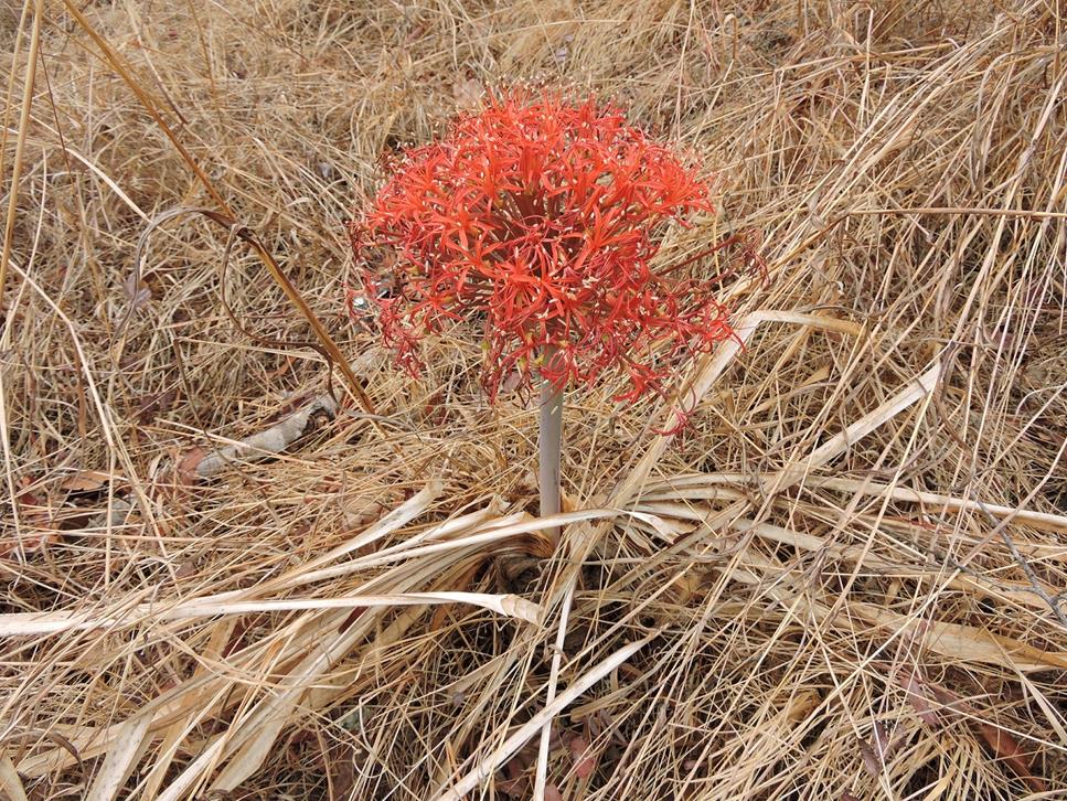 Boophone disticha Boophone disticha