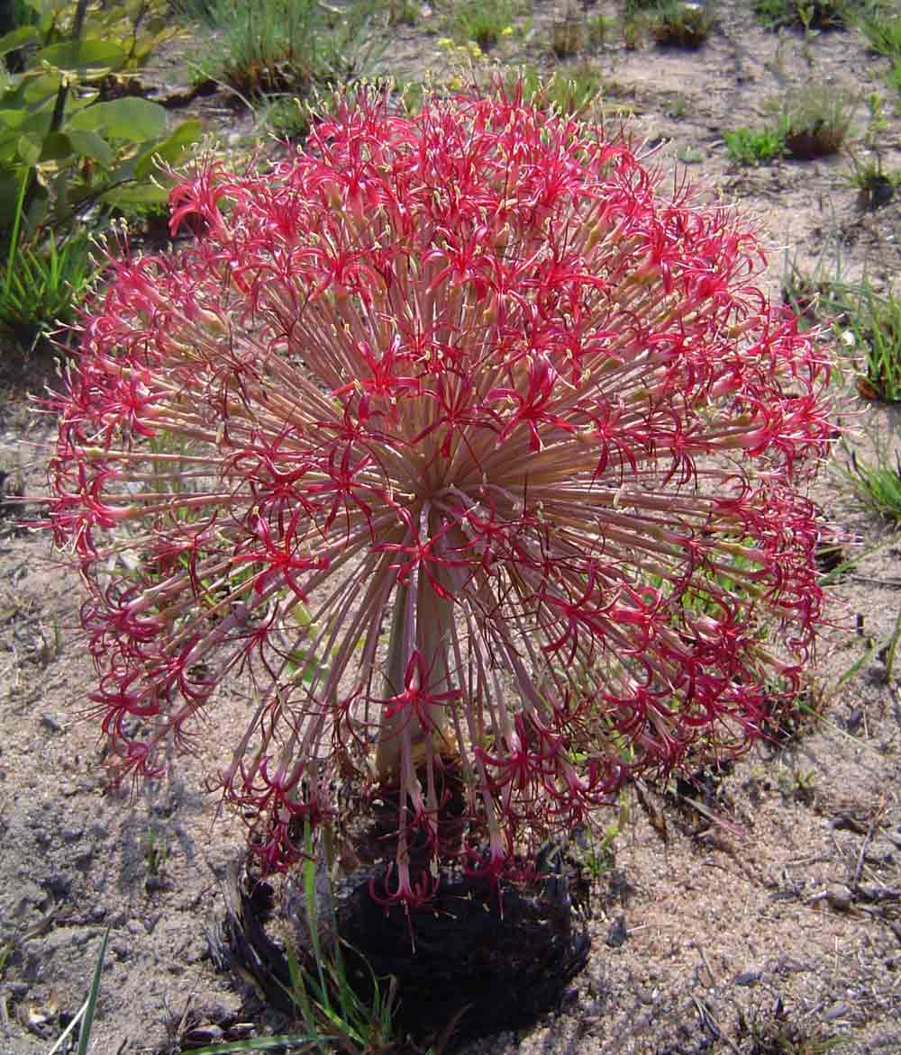 Boophone disticha Boophone disticha