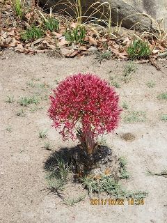 Boophone disticha Boophone disticha