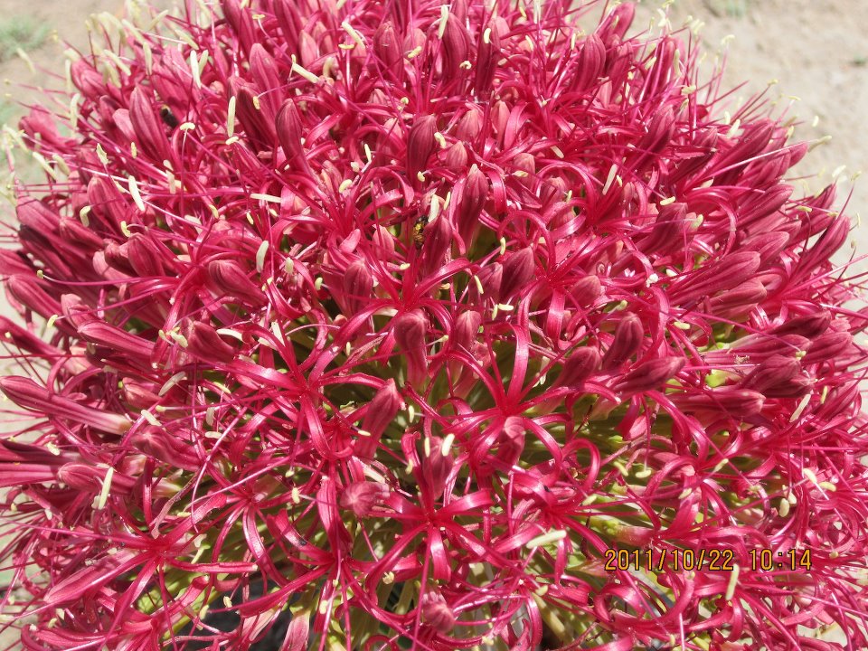 Boophone disticha Boophone disticha