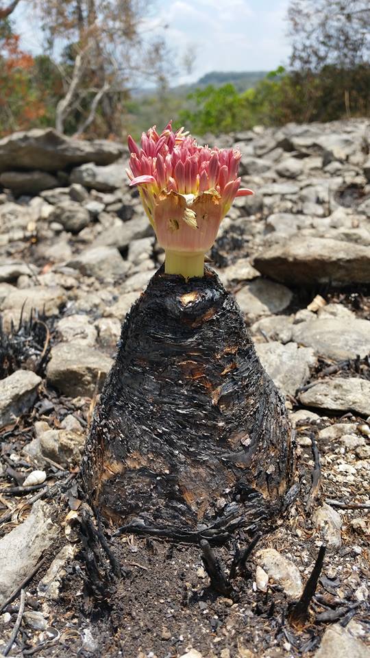 Boophone disticha Boophone disticha