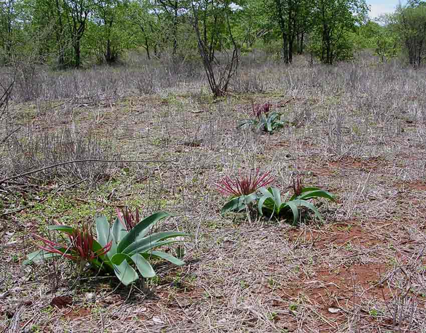 Ammocharis tinneana Ammocharis tinneana