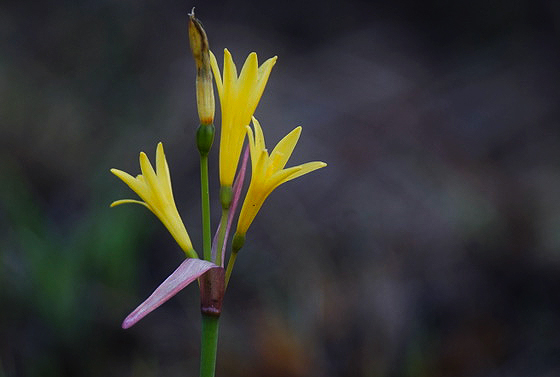Cyrtanthus breviflorus Cyrtanthus breviflorus