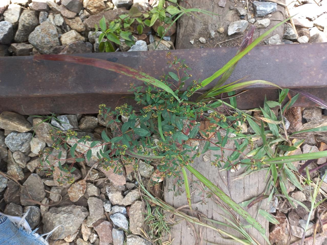 Euphorbia zambesiana Euphorbia zambesiana