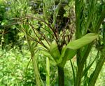 Tacca leontopetaloides