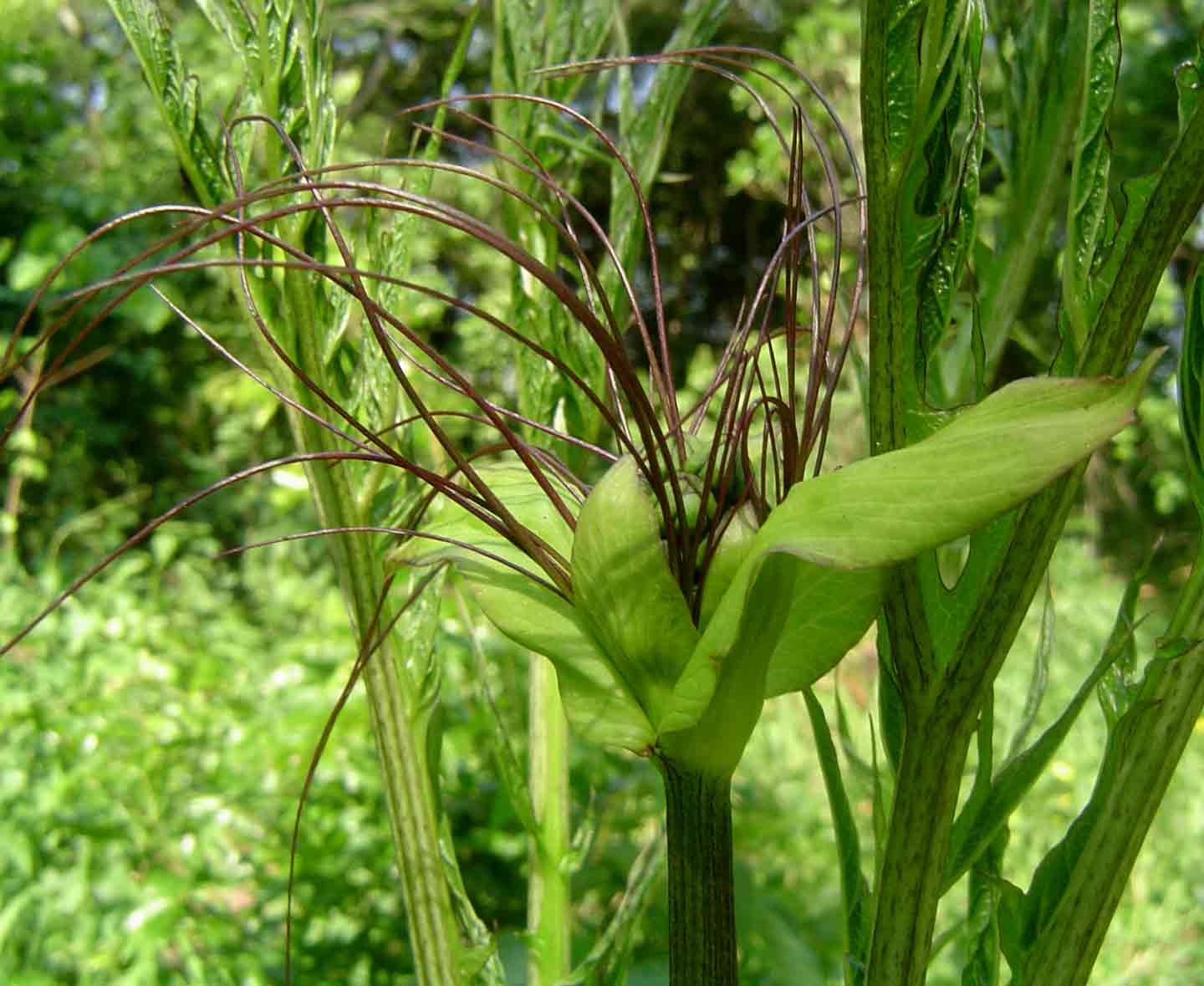 Tacca leontopetaloides