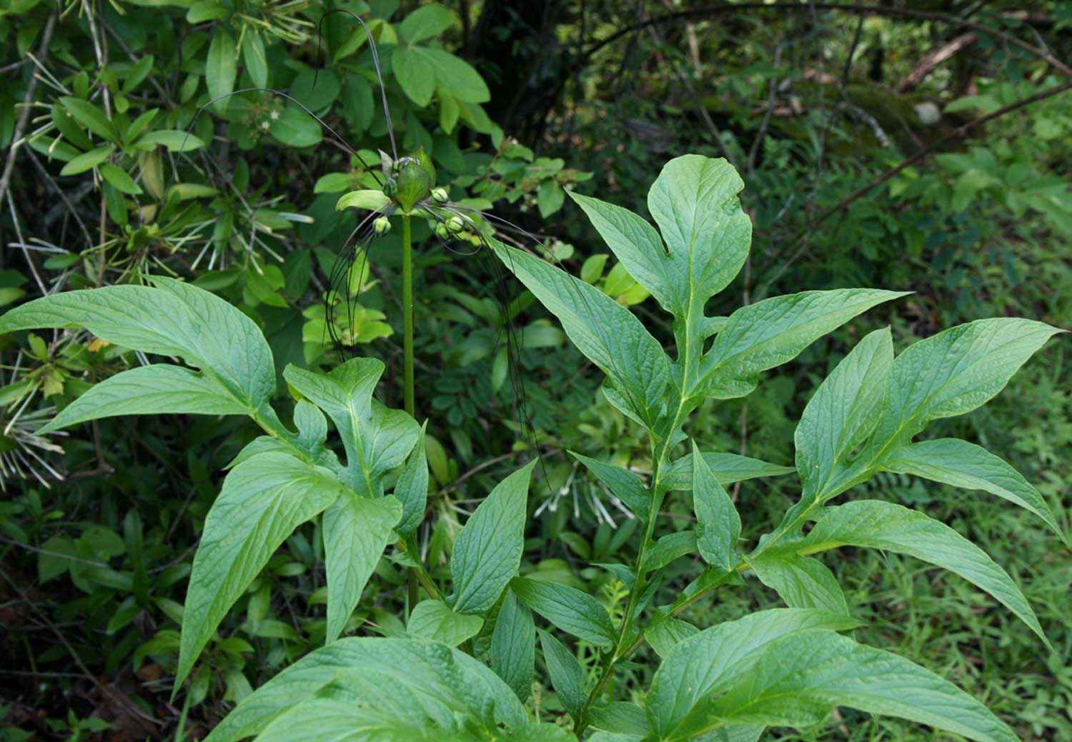 Tacca leontopetaloides